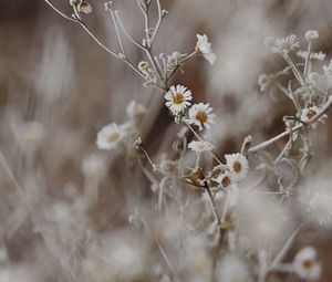 Preview wallpaper chamomile, flowers, frost, plant, macro