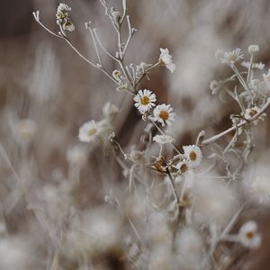 Preview wallpaper chamomile, flowers, frost, plant, macro
