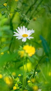 Preview wallpaper chamomile, flowers, grass, plants, green