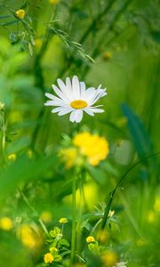 Preview wallpaper chamomile, flowers, grass, plants, green