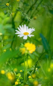 Preview wallpaper chamomile, flowers, grass, plants, green