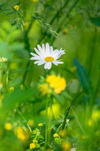 Preview wallpaper chamomile, flowers, grass, plants, green