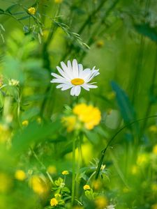 Preview wallpaper chamomile, flowers, grass, plants, green