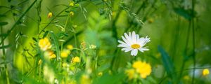 Preview wallpaper chamomile, flowers, grass, plants, green