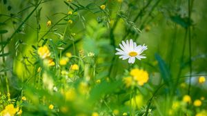 Preview wallpaper chamomile, flowers, grass, plants, green