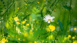 Preview wallpaper chamomile, flowers, grass, plants, green