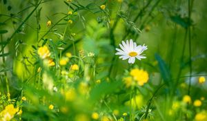 Preview wallpaper chamomile, flowers, grass, plants, green