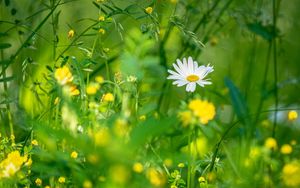 Preview wallpaper chamomile, flowers, grass, plants, green