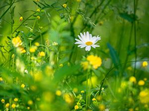 Preview wallpaper chamomile, flowers, grass, plants, green