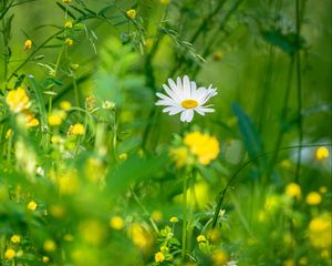 Preview wallpaper chamomile, flowers, grass, plants, green