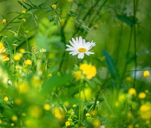 Preview wallpaper chamomile, flowers, grass, plants, green