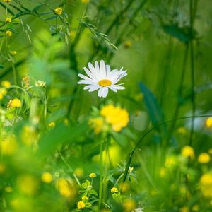 Preview wallpaper chamomile, flowers, grass, plants, green