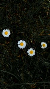Preview wallpaper chamomile, flowers, grass, bloom