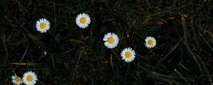 Preview wallpaper chamomile, flowers, grass, bloom