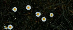 Preview wallpaper chamomile, flowers, grass, bloom