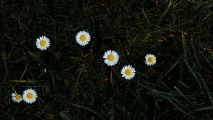 Preview wallpaper chamomile, flowers, grass, bloom