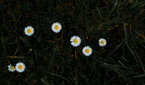 Preview wallpaper chamomile, flowers, grass, bloom