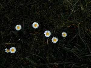 Preview wallpaper chamomile, flowers, grass, bloom