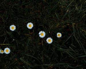 Preview wallpaper chamomile, flowers, grass, bloom