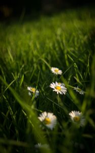 Preview wallpaper chamomile, flowers, grass, plants, macro