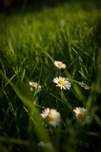 Preview wallpaper chamomile, flowers, grass, plants, macro