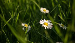 Preview wallpaper chamomile, flowers, grass, plants, macro