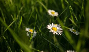 Preview wallpaper chamomile, flowers, grass, plants, macro