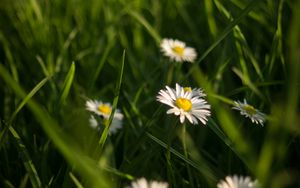 Preview wallpaper chamomile, flowers, grass, plants, macro