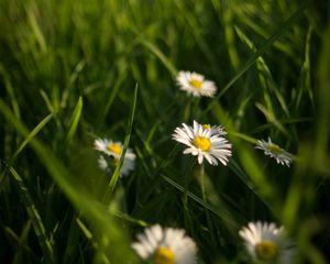 Preview wallpaper chamomile, flowers, grass, plants, macro