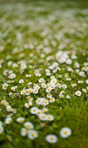 Preview wallpaper chamomile, flowers, grass, white