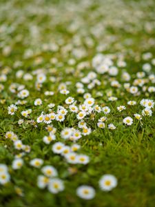 Preview wallpaper chamomile, flowers, grass, white