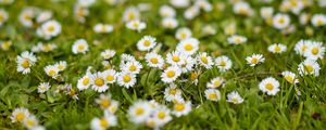 Preview wallpaper chamomile, flowers, grass, white