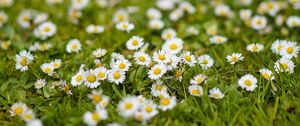 Preview wallpaper chamomile, flowers, grass, white