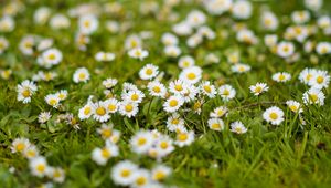 Preview wallpaper chamomile, flowers, grass, white