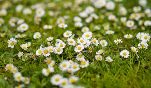 Preview wallpaper chamomile, flowers, grass, white