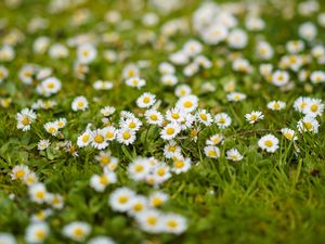 Preview wallpaper chamomile, flowers, grass, white