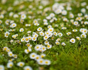 Preview wallpaper chamomile, flowers, grass, white