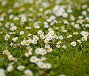 Preview wallpaper chamomile, flowers, grass, white