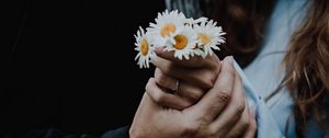 Preview wallpaper chamomile, flowers, hands, touch