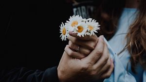 Preview wallpaper chamomile, flowers, hands, touch