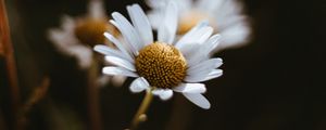 Preview wallpaper chamomile, flowers, macro, white