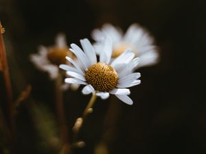 Preview wallpaper chamomile, flowers, macro, white