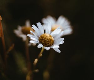 Preview wallpaper chamomile, flowers, macro, white
