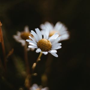 Preview wallpaper chamomile, flowers, macro, white