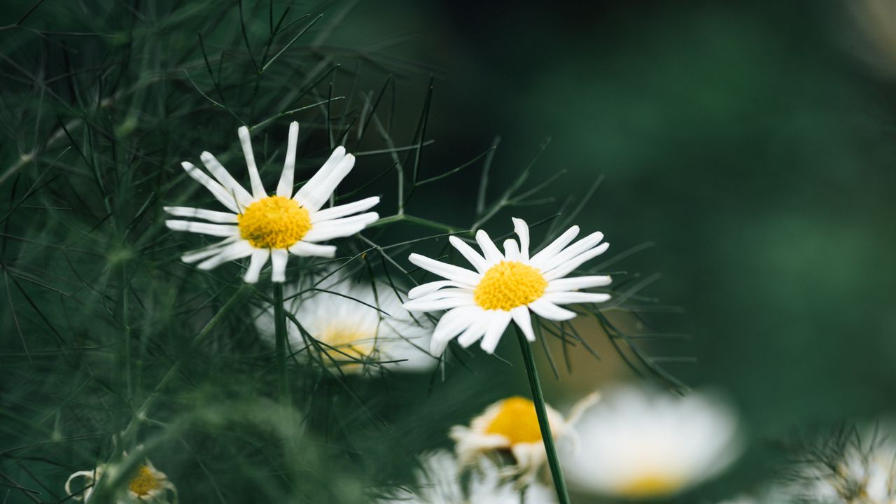 Wallpaper chamomile, flowers, macro, white, plant