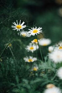 Preview wallpaper chamomile, flowers, macro, white, plant