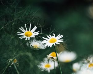 Preview wallpaper chamomile, flowers, macro, white, plant