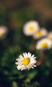 Preview wallpaper chamomile, flowers, macro