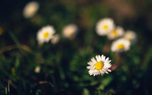 Preview wallpaper chamomile, flowers, macro