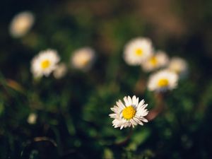 Preview wallpaper chamomile, flowers, macro